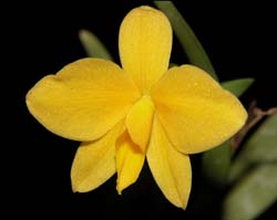 sophronitis_coccinea_amarello2_cd