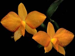 sophronitis_coccinea_amarello_cd