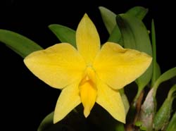 sophronitis_coccinea_gelb_WS_cd