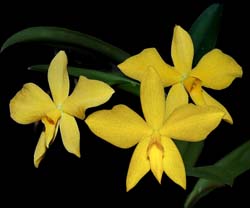 sophronitis_coccinea_gelb_cd