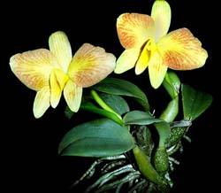 sophronitis_mantiqueira flava_cd