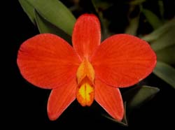 sophronitis_mantiqueira2_cd