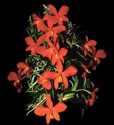 sophronitis_mantiqueira_cd