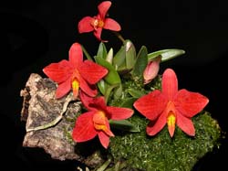 sophronitis_pygmea2_cd