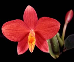 sophronitis_pygmea_cd