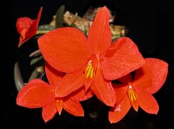 sophronitis_pygmea_ws_cd