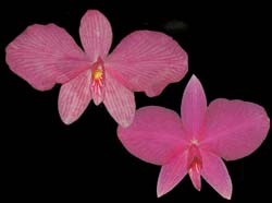 sophronitis_rosea_cd