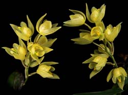 sotherosanthus_shephardii_cd