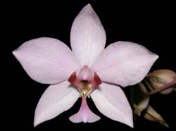 spathoglottis_plicata_ws_cd