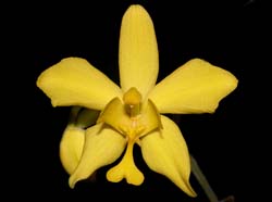 spathoglottis_vanoverberghii_cd