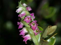 spiranthes_sinensis_AlesDvorak_cd