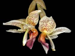 stanhopea x horichiana