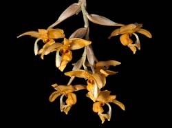 stanhopea_anfracta_GG_cd