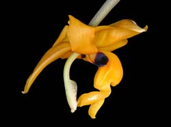 stanhopea_anfracta_IP_cd