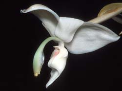 stanhopea_candida_GG_cd
