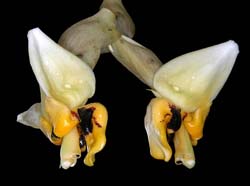 stanhopea_cirrhata_IP_cd