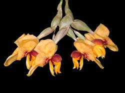 stanhopea_connata2_IP_cd