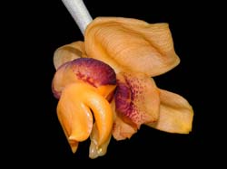 stanhopea_connata_cd