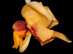 stanhopea_connata_ip_cd
