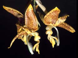 stanhopea_costariciensis1_GG_cd