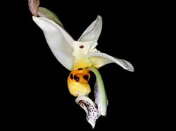 stanhopea_embreei_IP_cd