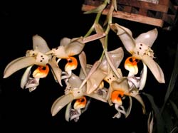 stanhopea_embreei_cd