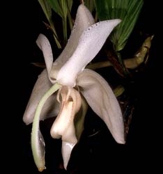 stanhopea_grandiflora_cd