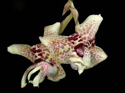 stanhopea_hernandezii_IP_cd