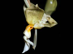 stanhopea_inodora_GG_cd