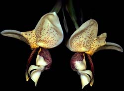stanhopea_insignis_cd