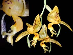 stanhopea_jenischiana_cd