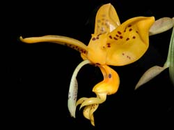stanhopea_jenischiana_ws_cd