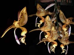 stanhopea_jenishiana_cd