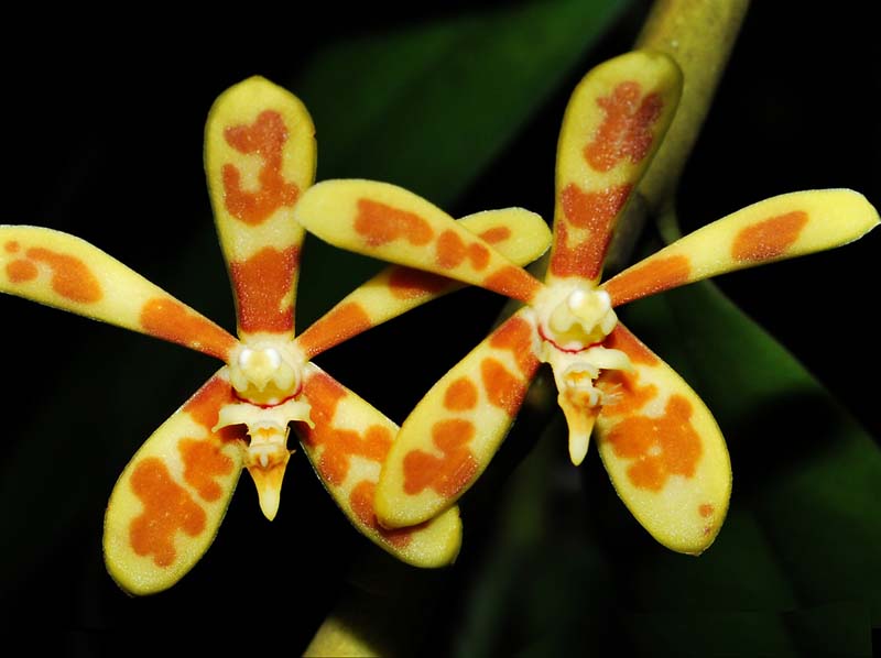 Trichoglottis_bipenicillata_MG_cd