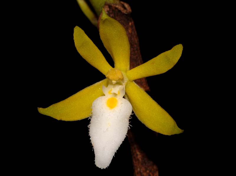 Trichoglottis_retusa_WS_cd