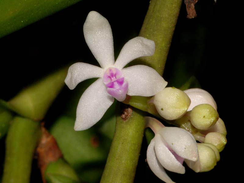 Trichoglottis_rosea_WS_cd