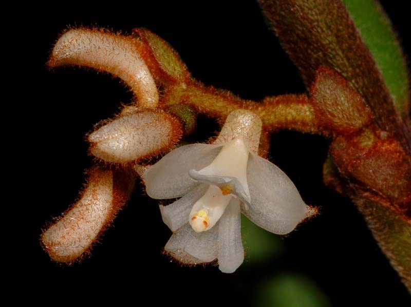 Trichotosia_fastigiatifolia_ws_cd