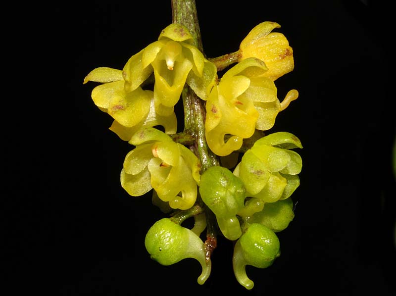 Uncifera_obtusifolia_ws_cd