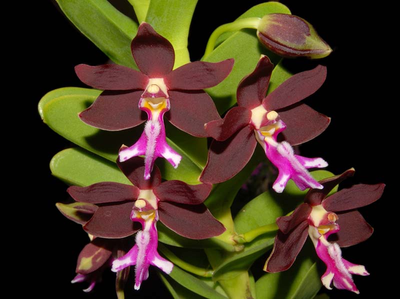 trichoglottis_brachiata_WS_cd