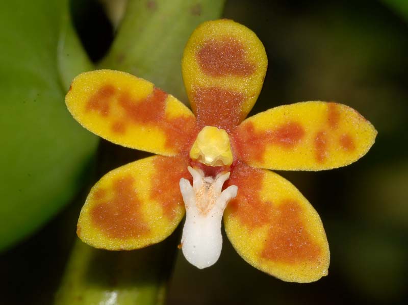 trichoglottis_orchidea_ws_cd