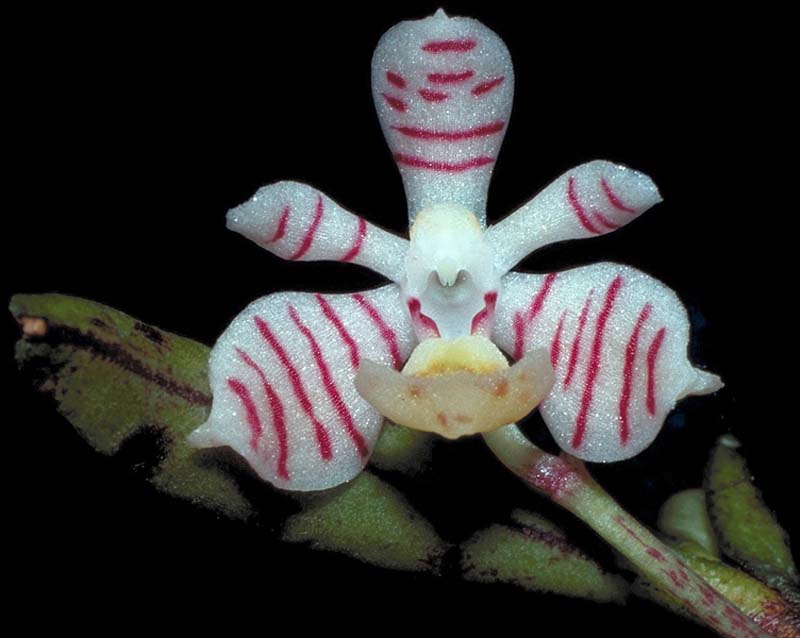 trichoglottis_pusillum2_cd