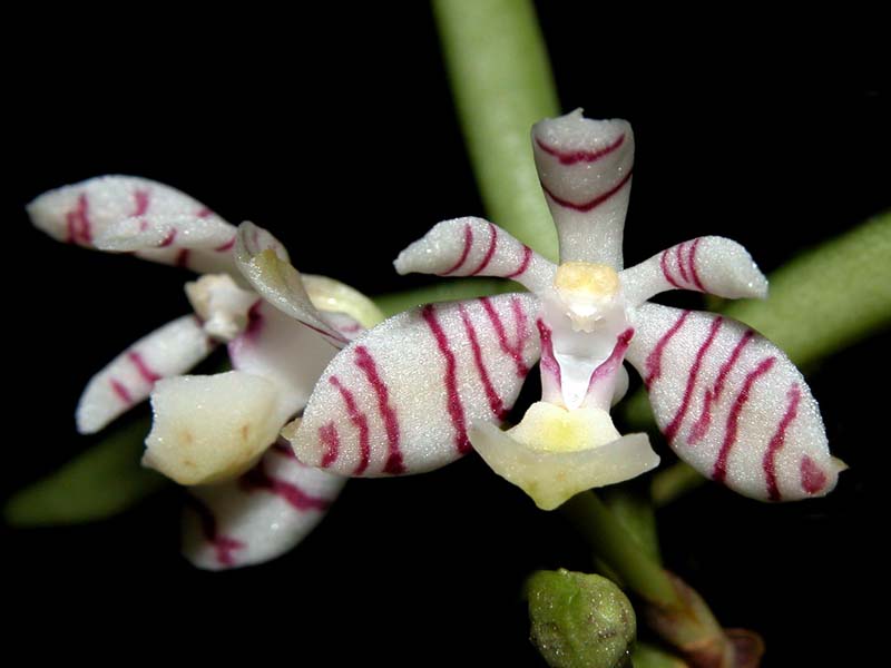 trichoglottis_pusillum_cd