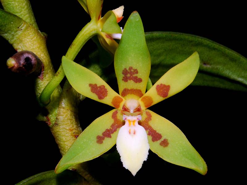 trichoglottis_sitihasmahae_MG_cd