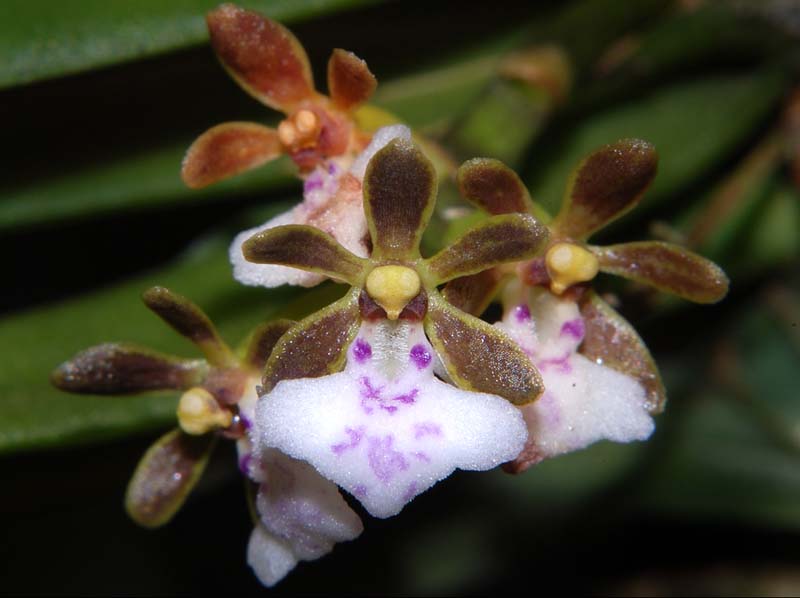 trichoglottis_triflora_ws_cd