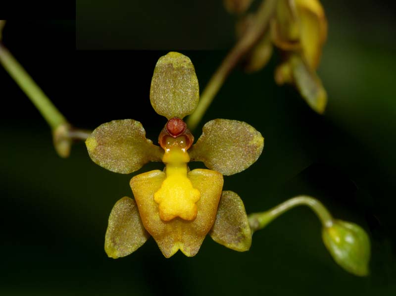 trigonochilum_diodon3_ws_cd