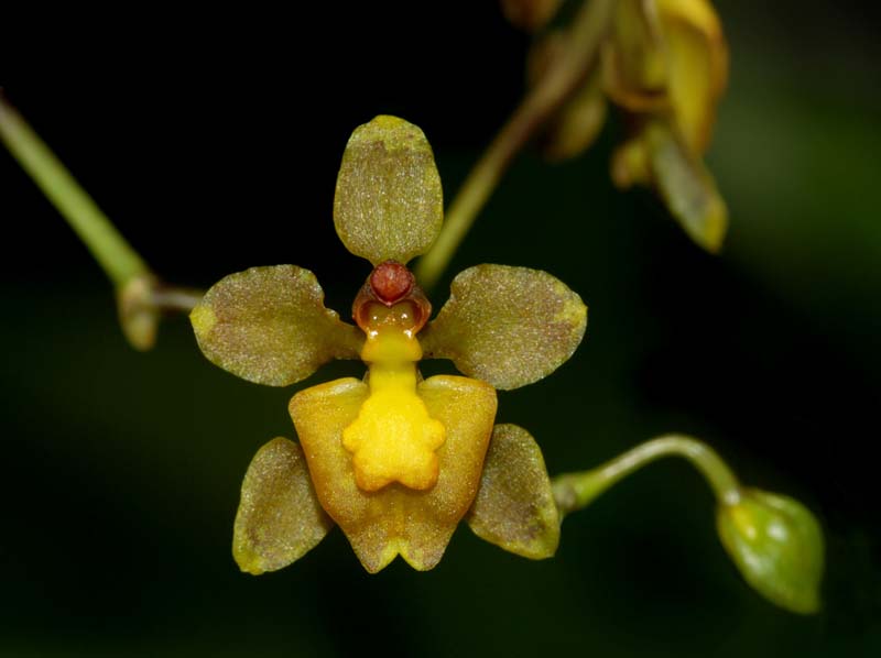 trigonochilum_diodon_ws_cd