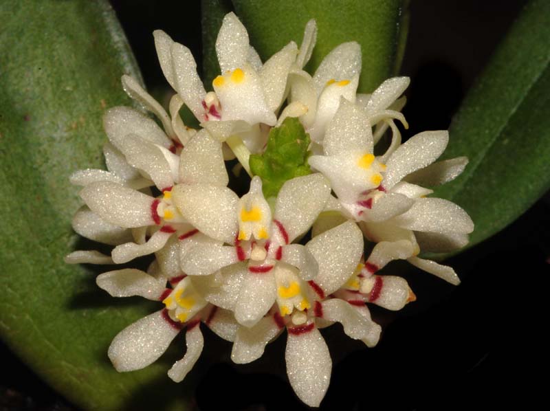 tuberolabium_rhopalorrhachis_ws_cd