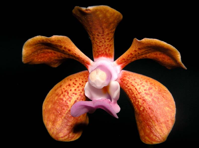 vanda_bensonii2_cd