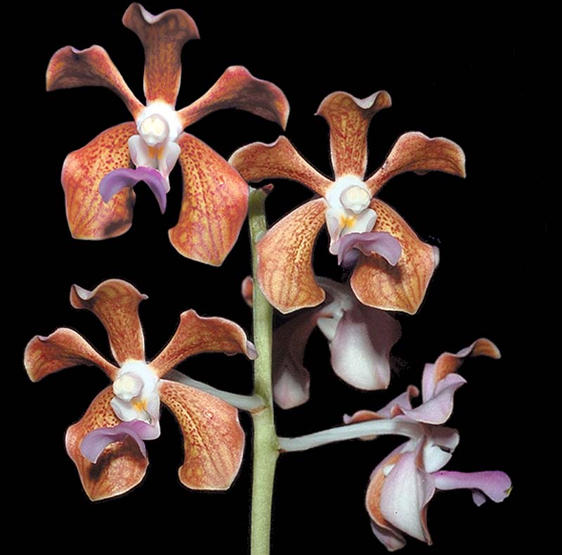 vanda_bensonii_cd