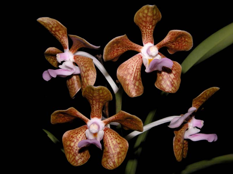 vanda_bensonii_ws_cd